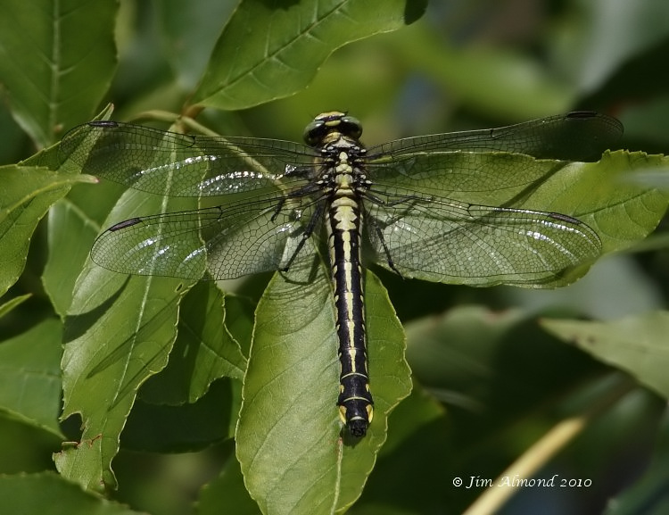 Clubtail Dragonfly female LLanymynech 7 8 10  IMG_3443